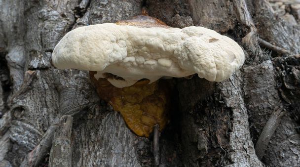 Big Polyporous fungus, a common fungus on old tree trunk. Howrah, West Bengal, India. - Photo, Image
