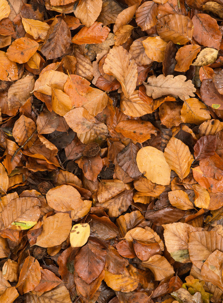Golden beech tree leaves on ground in Autumn - Photo, Image
