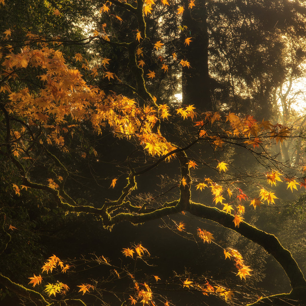 Beautiful golden Autumn leaves with bright backlighting from sun - Photo, image