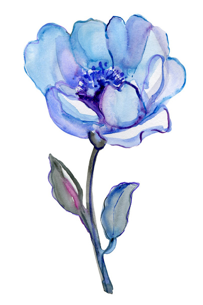 Blue flower - Photo, Image