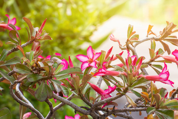美しいピンクのアデニウムの花や青い葉を背景にしたツツジの花、アデニウムオベスムは温帯地域のカラフルな観葉植物です。 - 写真・画像
