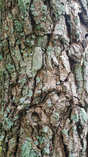 detail van de natuurlijke boomschors textuur - Foto, afbeelding