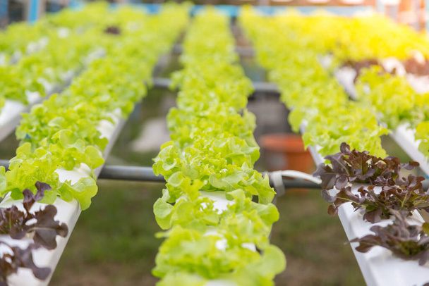Granja ecológica de cultivo de hortalizas hidropónicas - Foto, imagen