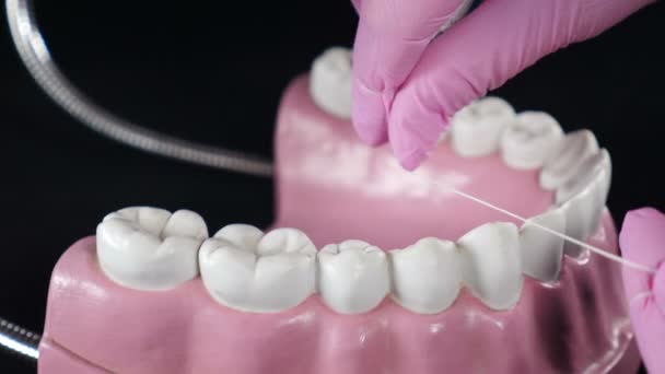 Ortodoncista mostrando cómo limpiar los dientes usando hilo dental y modelo de mandíbula de plástico. Manos en guantes rosados sosteniendo hilo de limpieza de dientes. Dientes que florecen. Primer plano. Higiene bucal dental. 4 k vídeo - Imágenes, Vídeo