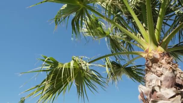 Tropikal adada yeşil palmiye yaprakları ılık rüzgarda sallanıyor. - Video, Çekim
