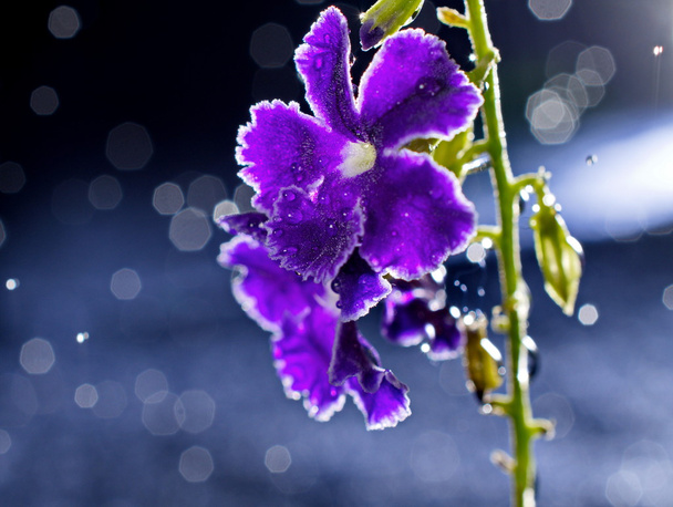 macro flor púrpura artística con bokeh
 - Foto, imagen
