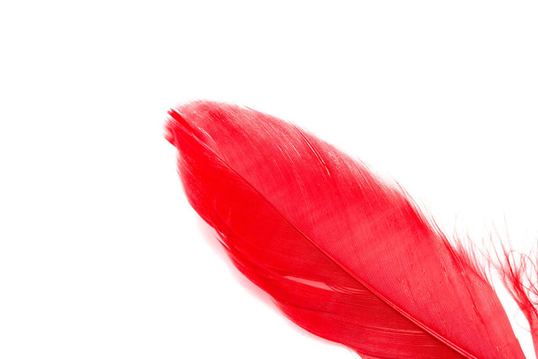 Red feather isolated on white background - Fotoğraf, Görsel