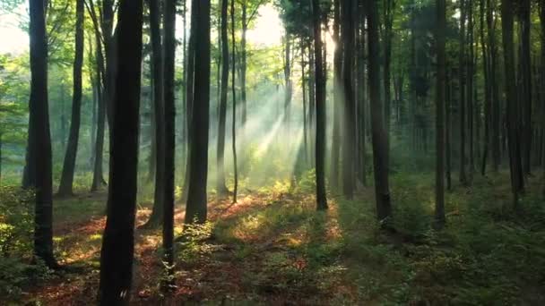 Прекрасное утро в зеленом лесу
 - Кадры, видео