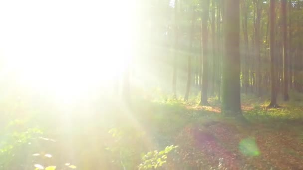 όμορφο πρωινό στο καταπράσινο δάσος - Πλάνα, βίντεο