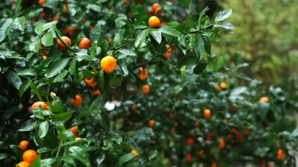 Mandarinas maduras entre el follaje verde después de la lluvia - Metraje, vídeo