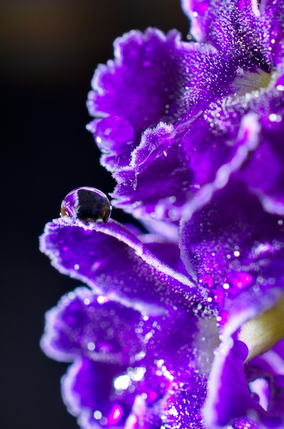 macro flor púrpura artística con gota de agua
 - Foto, imagen
