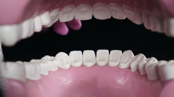 Dentes fio de limpeza. Cuidados dentários diários. Escovar os dentes com fio dental mostrado no modelo plástico. Dentes a usar fio dental. Ortodontista mostrando como limpar os dentes usando fio dental e modelo de mandíbula. Odontologia oral - Filmagem, Vídeo