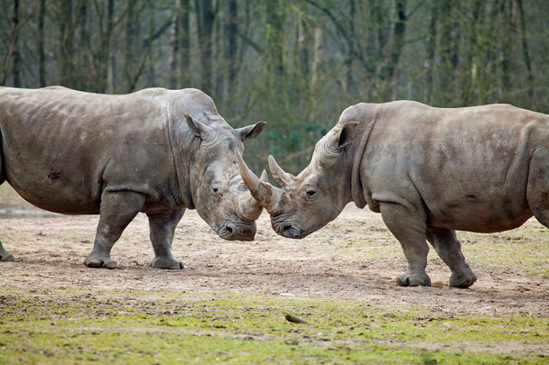 par de rinocerontes luchando
 - Foto, imagen