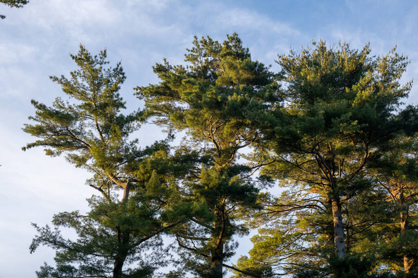 Een prachtig uitzicht op de natuur met grote bomen in Forest Park Springfield, Massachusetts - Foto, afbeelding