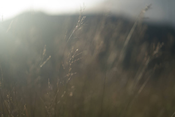 A selective focus shot of a field under a bright sky - 写真・画像
