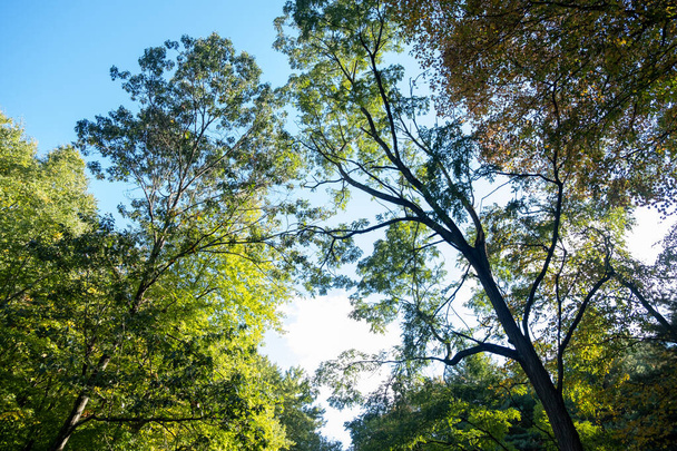 A beautiful nature view with large trees in Forest Park Springfield, Massachusetts - Foto, imagen