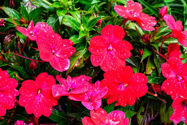 Primer plano de vívidas flores rojas impacientes walleriana en un jardín soleado de verano, hermoso fondo floral al aire libre fotografiado con enfoque suave - Foto, imagen