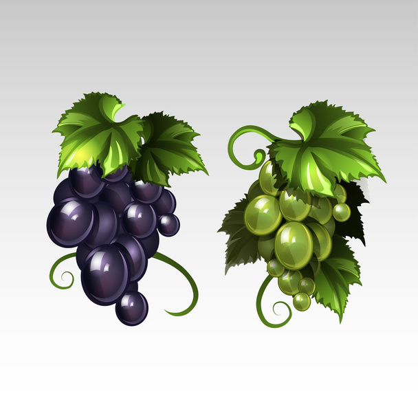 Grape - Vector, Image