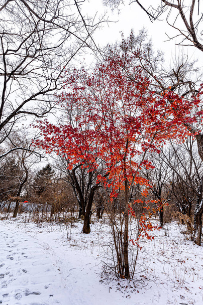 Первый снег в начале зимы - зимний пейзаж в парке Наньху, Чанчунь, Китай - Фото, изображение