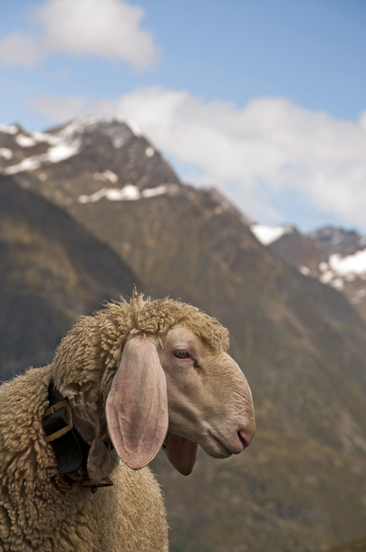 овцы  - Фото, изображение
