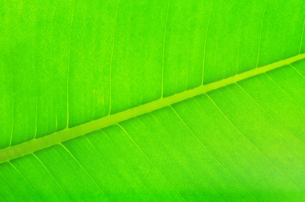 Leaf background - Fotoğraf, Görsel