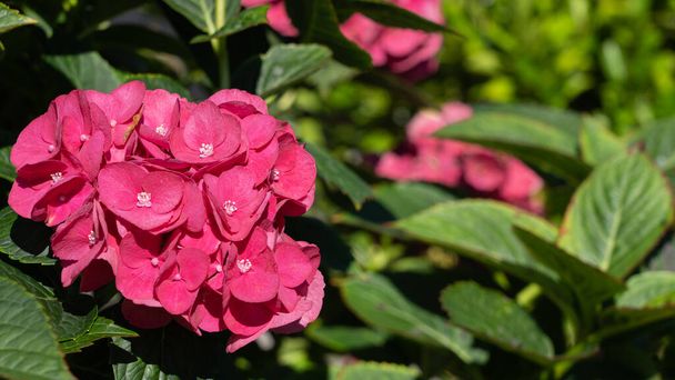 flor de hortênsia rosa no jardim - Foto, Imagem