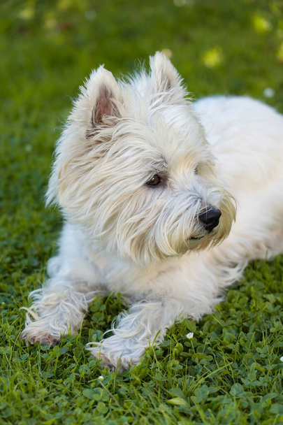 Cute West Highland White Terrier lies in the grass - Photo, Image