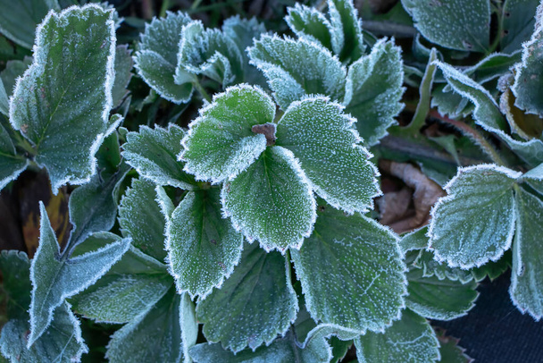 植物に霜氷の結晶で覆われた緑のイチゴ葉凍結クローズ アップ. - 写真・画像