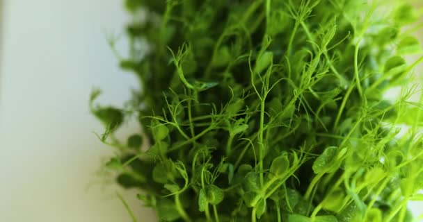 Erwten microgreens spruiten met druppels water close-up, Gezond eten - Video