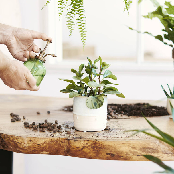 Woman gardeners watering plant in marble ceramic pots on the white wooden table. Concept of home garden. Spring time. Stylish interior with a lot of plants. Taking care of home plants. Template. - Foto, afbeelding