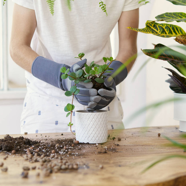 Woman gardeners transplanting plant in ceramic pots on the design wooden table. Concept of home garden. Spring time. Stylish interior with a lot of plants. Taking care of home plants. Template. - Valokuva, kuva