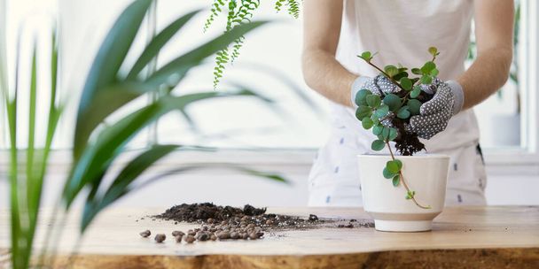 Man gardeners transplanting plant in ceramic pots on the design wooden table. Concept of home garden. Spring time. Stylish interior with a lot of plants. Taking care of home plants. Template. - Foto, imagen