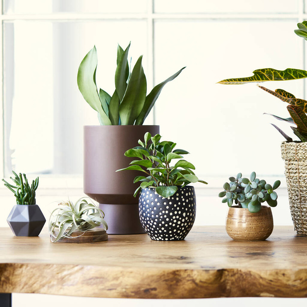 Modern composition of home garden filled a lot of beautiful plants, cacti, succulents, air plant in different design pots. Stylish botany interior. . Home gardening concept. Template. - Valokuva, kuva