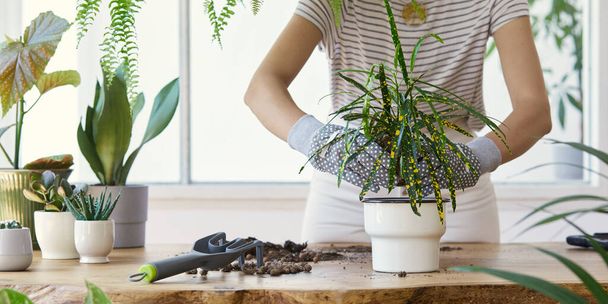 Woman gardeners transplanting plant in ceramic pots on the design wooden table. Concept of home garden. Spring time. Stylish interior with a lot of plants. Taking care of home plants. Template. - Фото, зображення