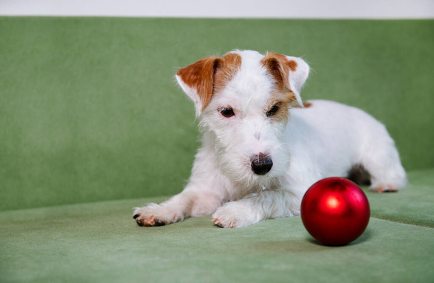 Jack Russell Terrier with red bouble on green sofa minimalistic background holidays playful - Foto, immagini