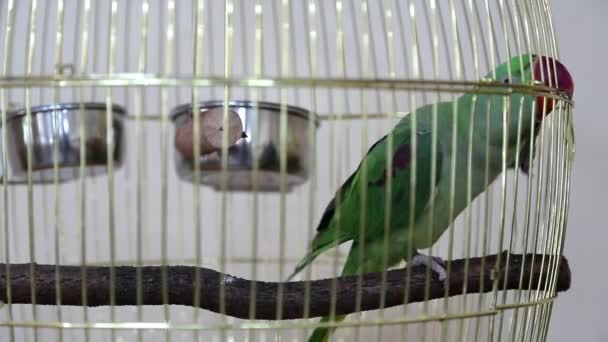 πράσινος παπαγάλος στο κλουβί - Πλάνα, βίντεο