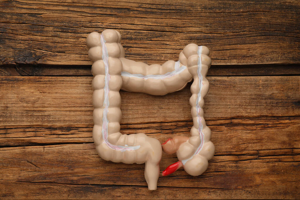 木製の背景に大きな腸の解剖学的モデル,トップビュー - 写真・画像