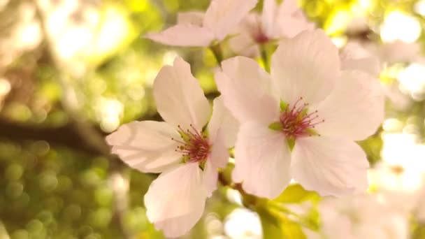 Ameixa, cereja ou macieira em flor, tempo de primavera, início da nova temporada - Filmagem, Vídeo