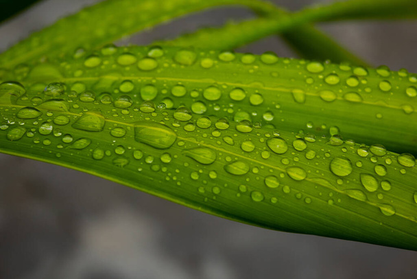 A leaf with drops of water right after rain. A wet leaf. - Foto, Bild