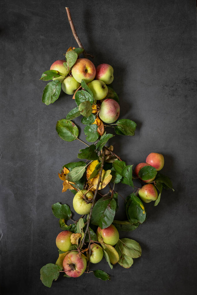 Φρέσκα πράσινα κόκκινα μήλα με φρέσκα φύλλα σε γκρι φόντο. - Φωτογραφία, εικόνα