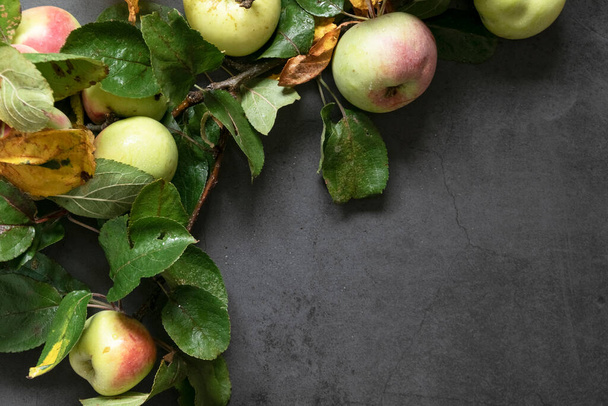 Fresh green red apples with fresh leaves on gray background. - Foto, immagini
