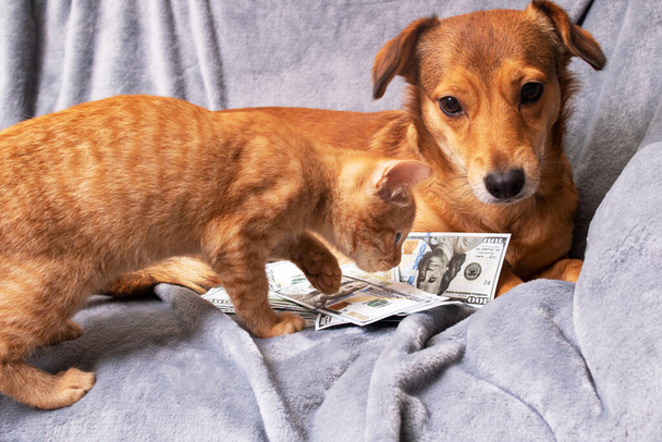 Ingwerhund schnüffelt ein Bündel Dollars und Katze aus nächster Nähe - Foto, Bild
