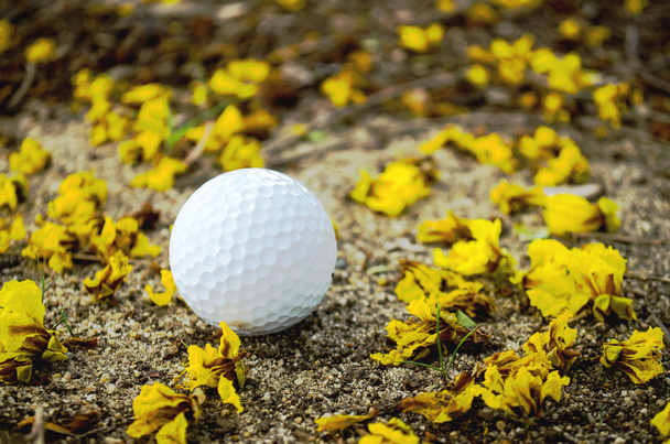 黄色の花とゴルフボール - 写真・画像