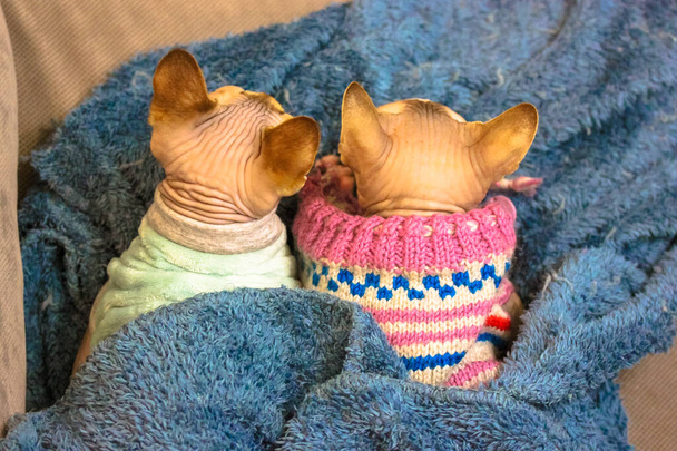 Kaksi kalju kissat makaa lämpimässä pehmeä ruudullinen pukeutunut neulepuserot ylhäältä näkymä. Muodikas tyylikäs kissat Kanadan Sphynx rotu iho taittuu. Mukavuutta, kodikkuutta, lämpöä kotona. Lemmikkieläinten vaatteet. - Valokuva, kuva