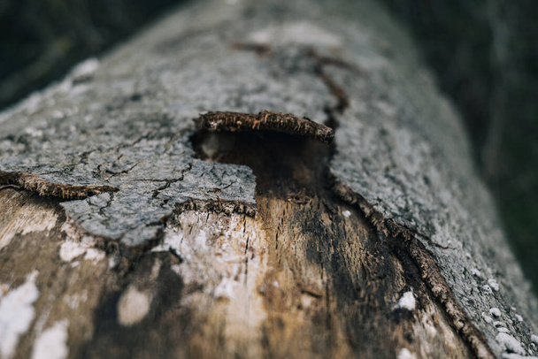 fermer sur un tronc d'arbre avec écorce endommagée - Photo, image