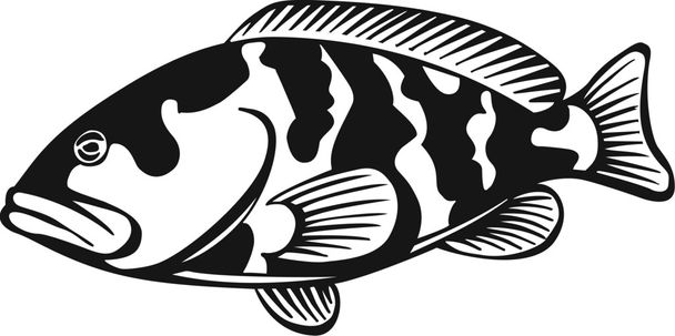 grouper - Vektor, obrázek