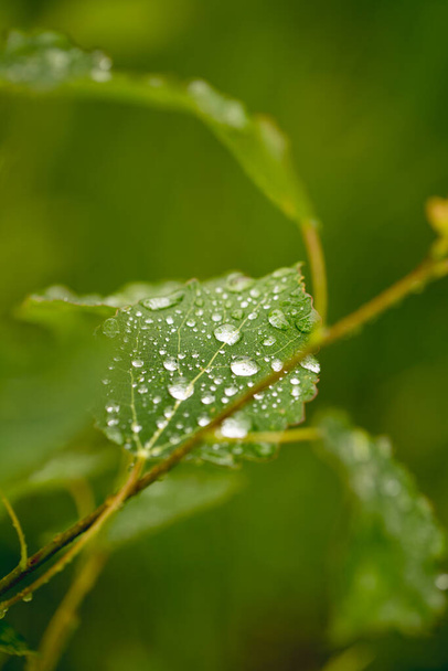 Raindrops on green leaves of a tree, clear and clear water - Фото, изображение
