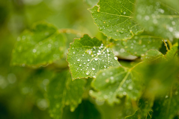 Raindrops on green leaves of a tree, clear and clear water - Zdjęcie, obraz