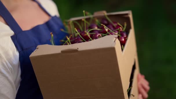 Farmer show cherry box. Agribusiness owner hands holding berry crate in garden. - Footage, Video