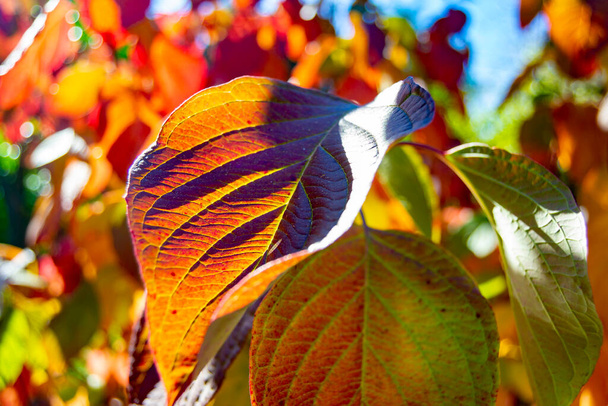 Φθινοπωρινά χρώματα στα φύλλα των δέντρων στα πάρκα της Μαδρίτης, στην Ισπανία. Η Ευρώπη. Φωτογραφία. - Φωτογραφία, εικόνα